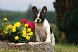 BOULEDOGUE FRANCAIS 1314